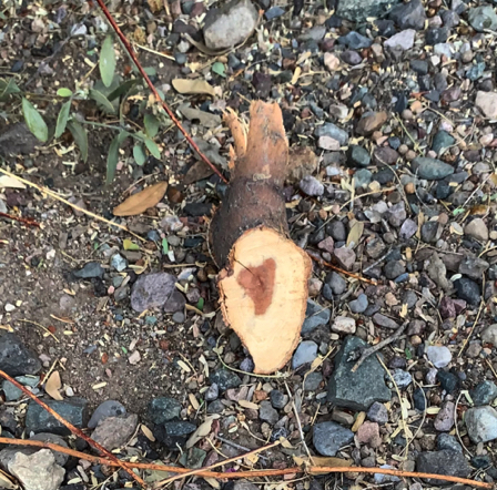 July 27 - Heart in wood.